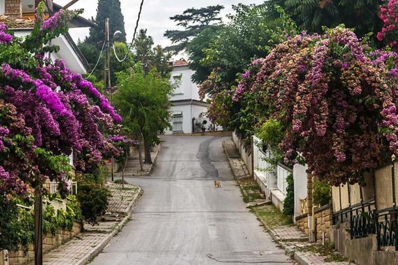 Daily Prince’s Island Tour from Istanbul - The gift and leather shop stop: short, optional-feeling, and worth planning for