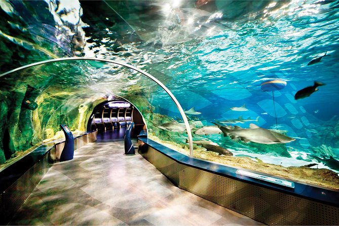 Istanbul Aquarium and Aqua Florya Independent Shopping Trip - The Signature Wow Factor: Overhead Tunnels, Sharks, Stingrays, Turtles
