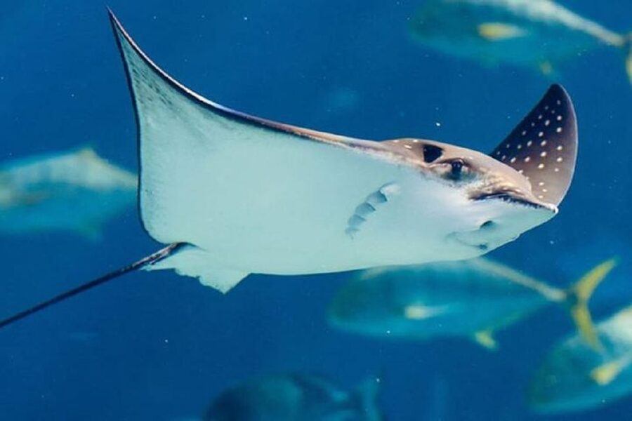 Istanbul Aquarium and Aqua Florya Shopping Mall Tour - Potential hiccups: timing, getting back, and staying flexible