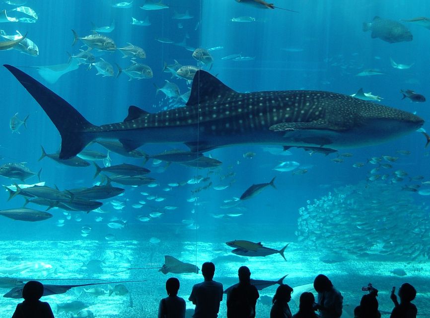 Istanbul Aquarium and Aqua Florya Shopping Mall Tour - Getting to Aqua Florya: European Side pickup and express entry