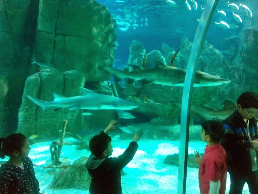 Istanbul Aquarium and Aqua Florya Shopping Mall Tour - The animal highlights that usually grab attention fast