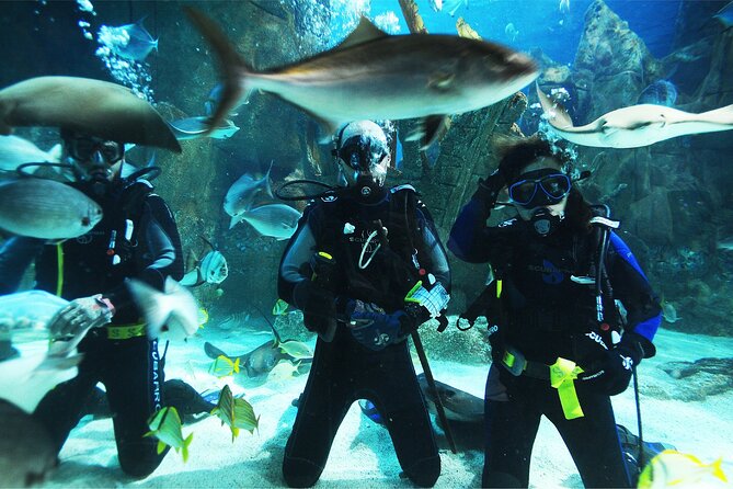 Istanbul Aquarium and Shopping Tour with Hotel Transfers - Istanbul Aquarium in Florya: sharks overhead, on a guided route