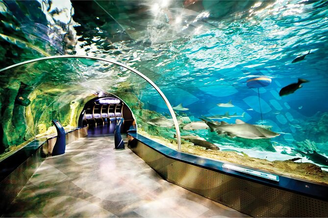 Istanbul Aquarium and Shopping Tour with Hotel Transfers - VR, reptiles, and the extras that keep it interesting