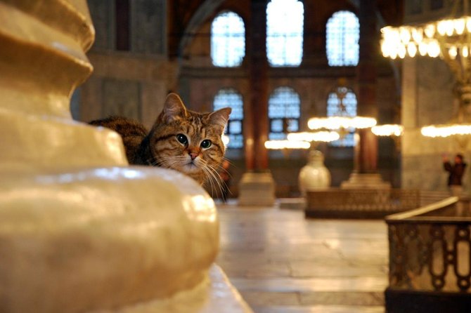 Istanbul Highlights: Half Day Morning Tour - A 4-hour route that actually makes sense in Istanbul