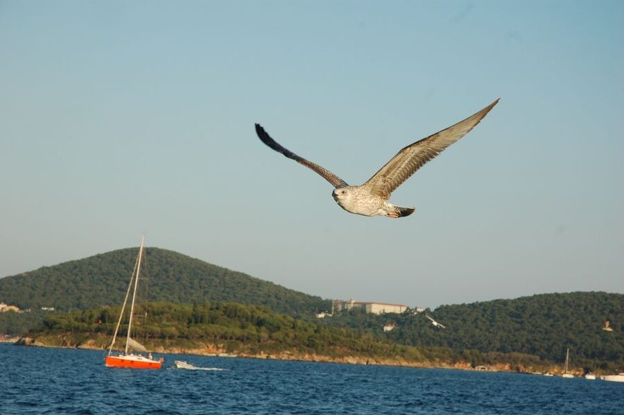 Istanbul: Princes' Islands Cruise w/Music, Lunch & Transfer - Büyükada free time: mansions, balconies, and car-free logistics