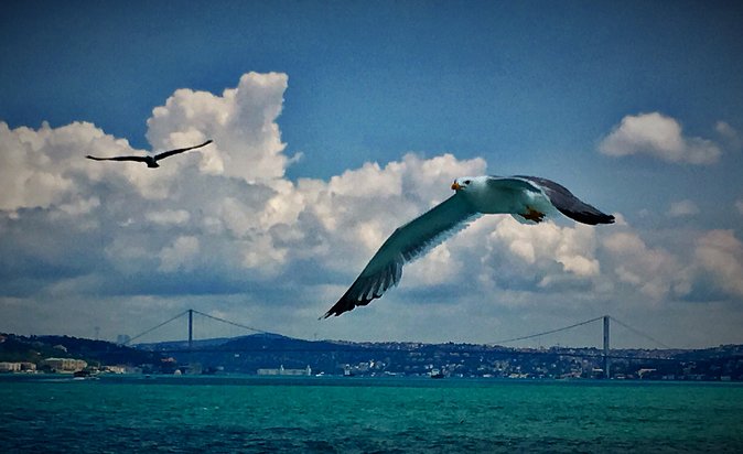 Luxury Private and Guided Istanbul Food Tour with a local guide - Luxury private transport, minus the hassle
