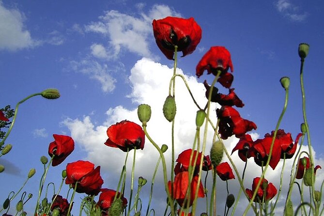 Private Gallipoli Full-Day Trip from Istanbul - Kabatepe Warm Museum: a strong first landing point