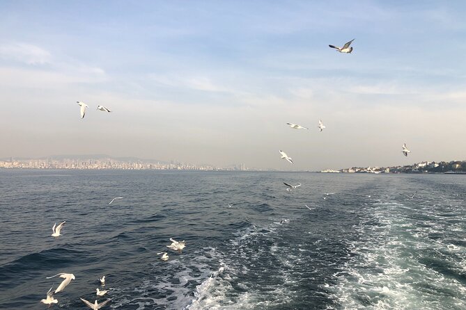 Turkish Odyssey: Exploring the Classics for 8 Days - Day 1 in Istanbul: airport transfer, Sultanahmet orientation, then free exploring