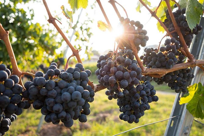 VIP Full Day Wineries Tour from Istanbul - Wineries Like Gürbüz, Arda, and Others Along the Way